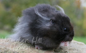 McMurphy- Black Longhaired